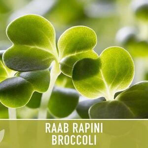 Broccoli Raab Rapini Heirloom Seeds image 9