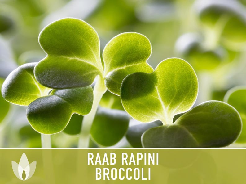 Broccoli Raab Rapini Heirloom Seeds image 9