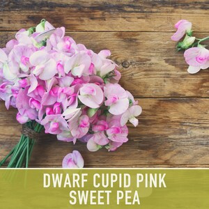 Sweet Pea, Cupid Pink Flower Seeds Heirloom Seeds, Dwarf Flower Seeds, Fragrant Flower, Pollinator Garden, Open Pollinated, Non-GMO image 2