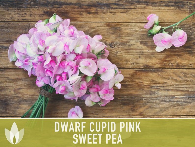 Sweet Pea, Cupid Pink Flower Seeds Heirloom Seeds, Dwarf Flower Seeds, Fragrant Flower, Pollinator Garden, Open Pollinated, Non-GMO image 2