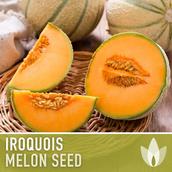 Iroquois Melon Seeds - Heirloom Seeds, Orange Flesh Cantaloupe, Ribbed Skin, Wilt Resistant, Storage Melon, Open Pollinated, Non-GMO