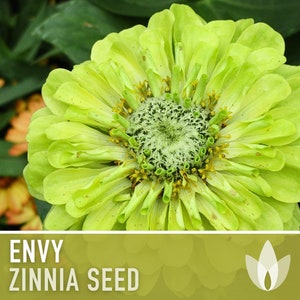 Zinnia, Envy Lime Green Heirloom Seeds, Chartreuse Flower Seeds