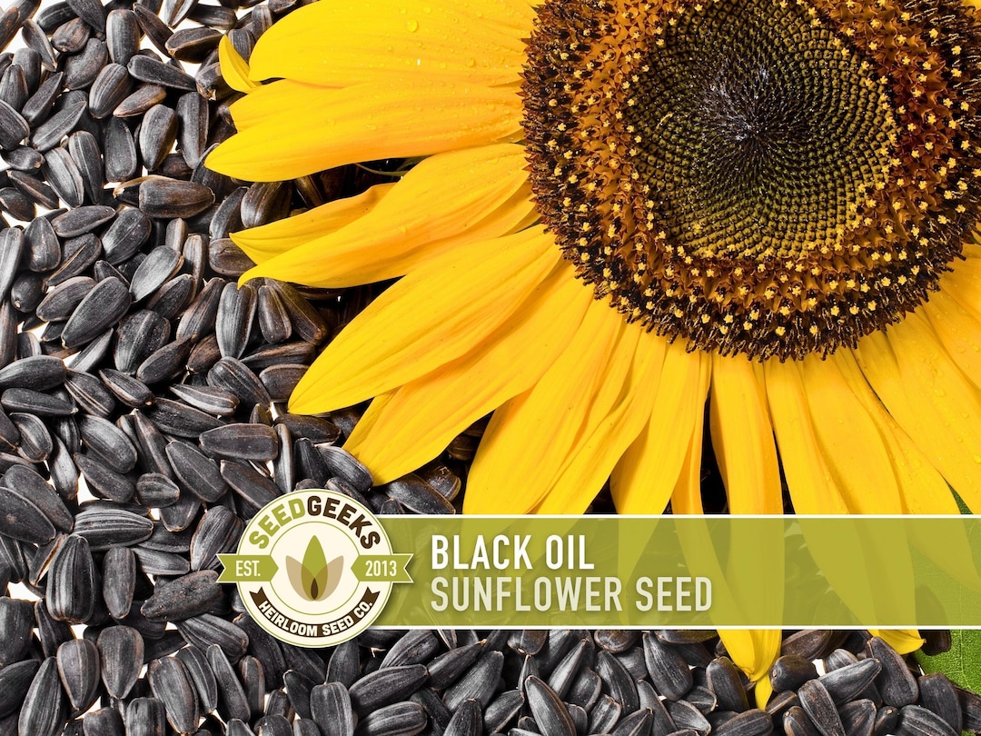 Black Oil Sunflower Heirloom Seeds, Flower Seeds - Etsy
