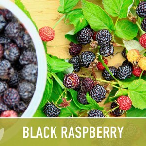 Black Raspberry Seeds - Heirloom Seeds, Medicinal Plant, Open ...
