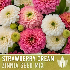 Strawberry Cream Zinnia Seeds | 100+ Seeds, Heirloom Flower Mix for Pollinator Gardens & Bouquets! image 6