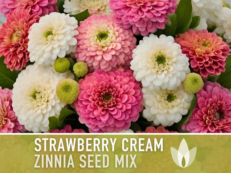 Strawberry Cream Zinnia Seeds | 100+ Seeds, Heirloom Flower Mix for Pollinator Gardens & Bouquets! image 6