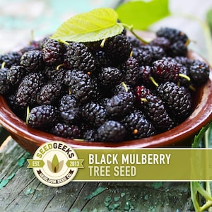 Black Mulberry Tree Seeds – Heirloom, Sweet Fruit (50 Seeds) zdjęcie 1