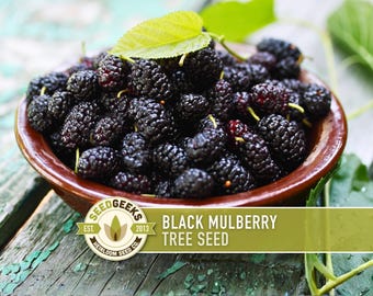 Black Mulberry Tree Seeds – Heirloom, Sweet Fruit (50 Seeds)