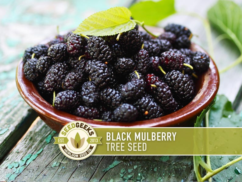 Black Mulberry Tree Seeds – Heirloom, Sweet Fruit (50 Seeds) zdjęcie 1