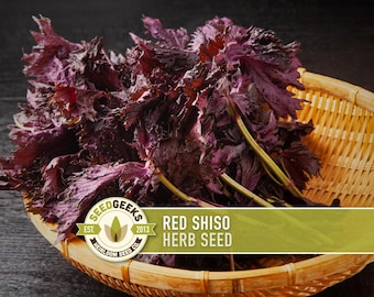 Red Shiso Herb Heirloom Seeds - Non-GMO, Open Pollinated, Untreated