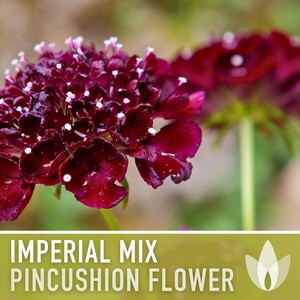 Imperial Mix Pincushion Flower Seeds, Double Blooms, Pollinator Garden image 8