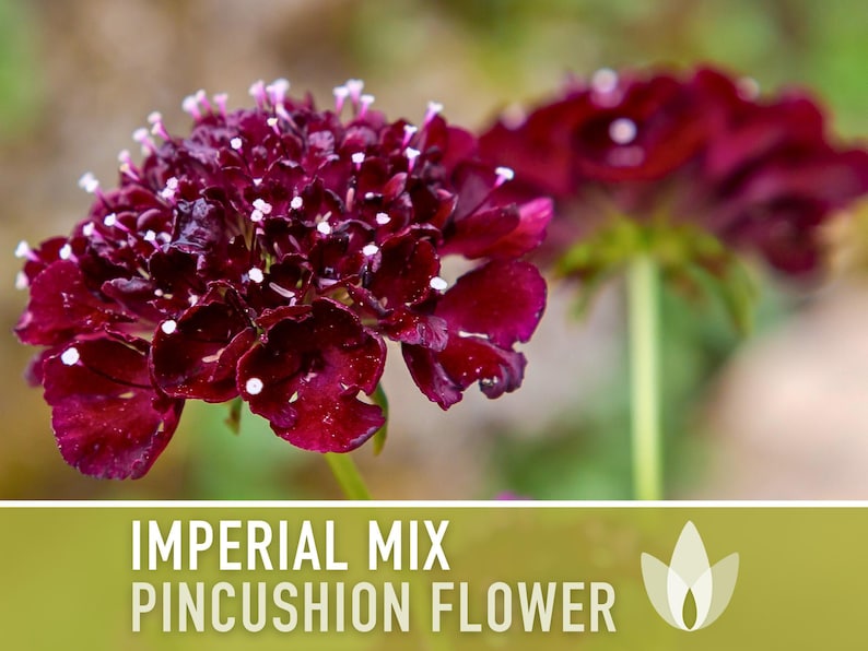 Imperial Mix Pincushion Flower Seeds, Double Blooms, Pollinator Garden image 8