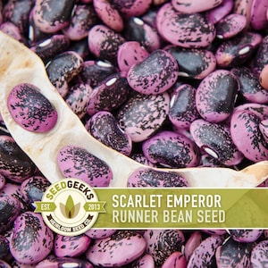 May include: Close-up of Scarlet Emperor runner bean seeds. The seeds are a mix of pink and black, with a speckled pattern. A dried bean pod is open, revealing the seeds. The image includes a logo that says "Seed Geeks" and "Heirloom Seed Co."