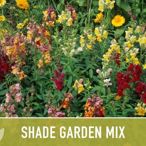 Shade Garden Wildflower Seed Mix Seed Packets, Heirloom Seeds, Flower Seeds, Non GMO, Open Pollinated image 4