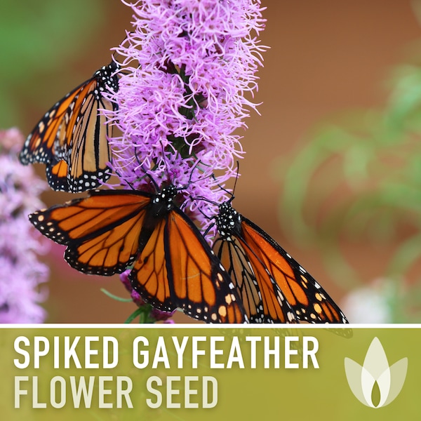 Spiked Gayfeather Flower Seeds - Heirloom Seeds, Monarch Favorite, Medicinal Plant, Blazing Star, Prairie Feather, Liatris Spicata, Non-GMO