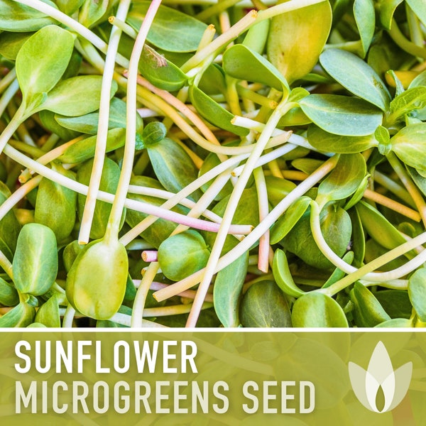 Sunflower Microgreens, Black Oil Sunflower Heirloom Seeds, Flower Seeds, Sprouting Seeds