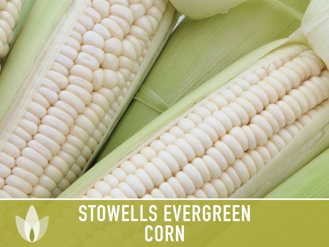 Silver Queen Corn Seeds For Planting, 50+ Heirloom Seeds Per Packet, (Isla's Garden Seeds), Non GMO Seeds, Botanical Name