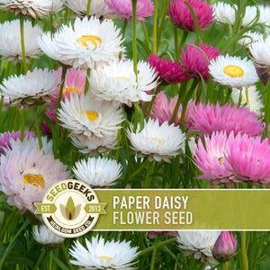 Paper Daisy Flower Seeds - Heirloom Everlasting Flowers image 1