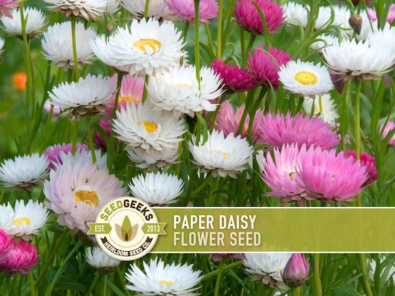 Paper Daisy Flower Seeds - Heirloom Everlasting Flowers