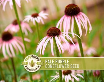 Pale Purple Coneflower Seeds, Heirloom Echinacea, Native Wildflower