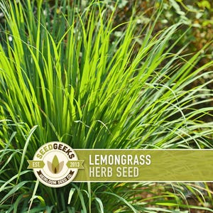Lemongrass Herb Seeds | 75+ Seeds, Heirloom, Non-GMO Culinary, Medicinal, Ornamental Cymbopogon flexuosus