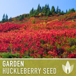 Garden Huckleberry Seeds - Heirloom, Non-GMO | 20+ Seeds image 11