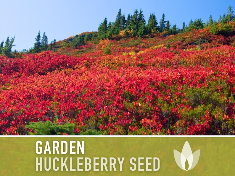 Garden Huckleberry Seeds - Heirloom, Non-GMO | 20+ Seeds image 11