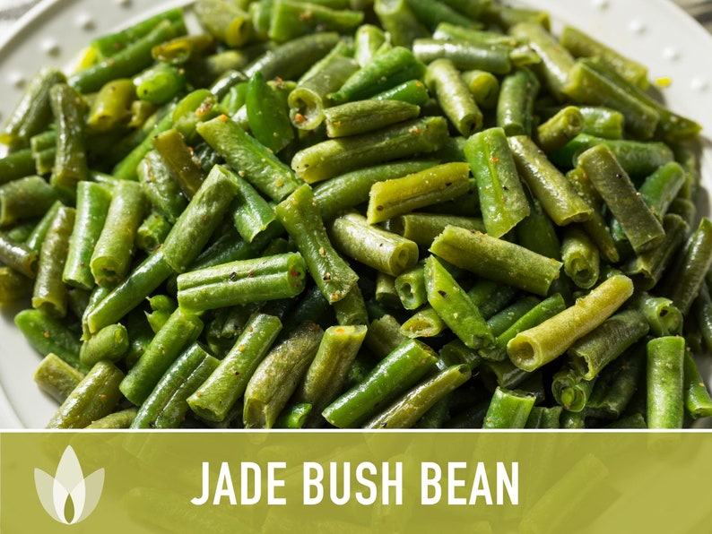 Jade Bush Bean Heirloom Seeds Non-GMO, Open Pollinated, Untreated image 5