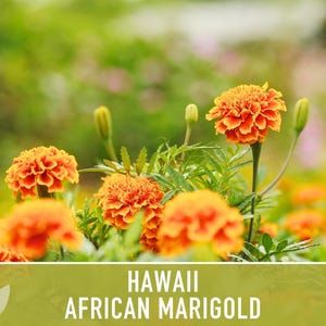 African Marigold Seeds | 200+ Seeds, Bright Orange Blooms, Heirloom, Pollinator Attractant | Tagetes erecta image 9