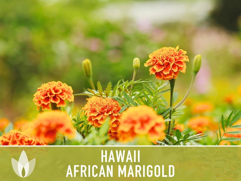African Marigold Seeds | 200+ Seeds, Bright Orange Blooms, Heirloom, Pollinator Attractant | Tagetes erecta image 9