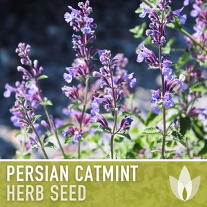 Persian Catmint Herb Seeds - Heirloom Seeds, Nepeta Mussinii, Medicinal Herb, Ornamental Plant, Catnip Cousin, Open Pollinated, Non-GMO