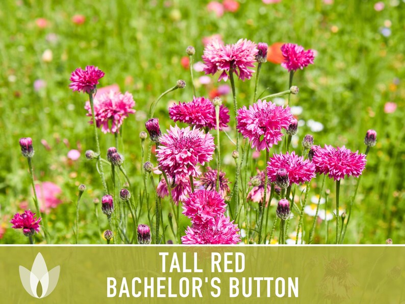 SeedGeeks Bachelor's Button Seeds - Thumbnail 2