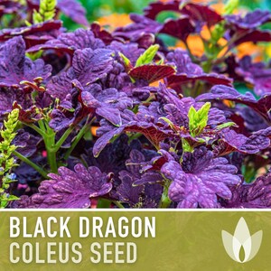 Black Dragon Coleus Seeds | 20+ Seeds, Crimson Foliage, Goth Garden, Indoor & Container, Plectranthus scutellarioides image 9