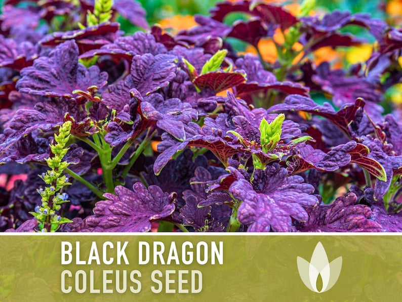 Black Dragon Coleus Seeds | 20+ Seeds, Crimson Foliage, Goth Garden, Indoor & Container, Plectranthus scutellarioides image 9