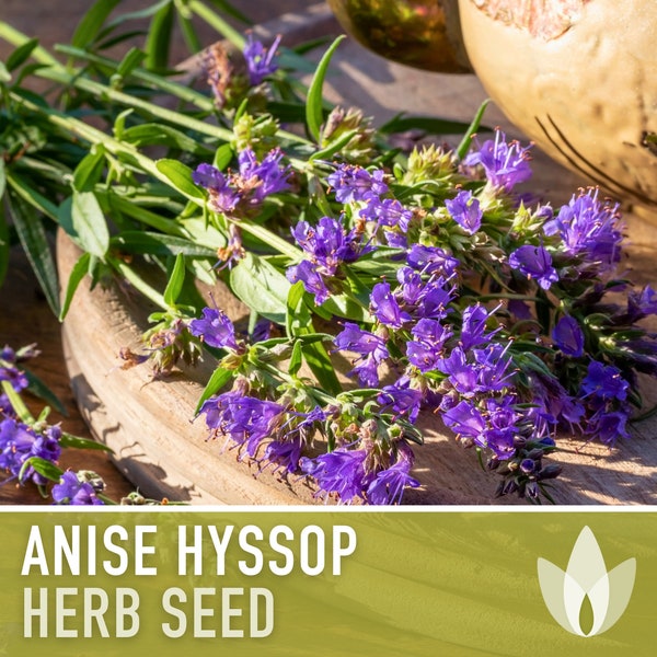 Anise Hyssop Herb Flower Heirloom Seeds