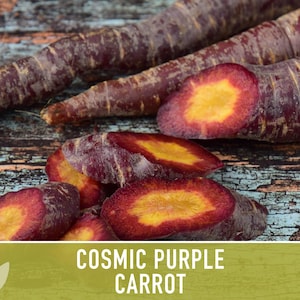 Cosmic Purple Carrot Heirloom Seeds Danvers Carrot, Purple Carrot Seeds, Juicing Carrot, Beta-Carotene, Anthocyanins, Easy to Grow Non-GMO image 9