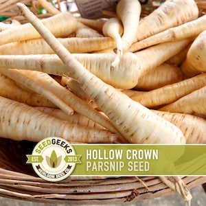Hollow Crown Parsnip Heirloom Seeds - Non-GMO, Open Pollinated, Untreated, Root Vegetables, Fall Garden