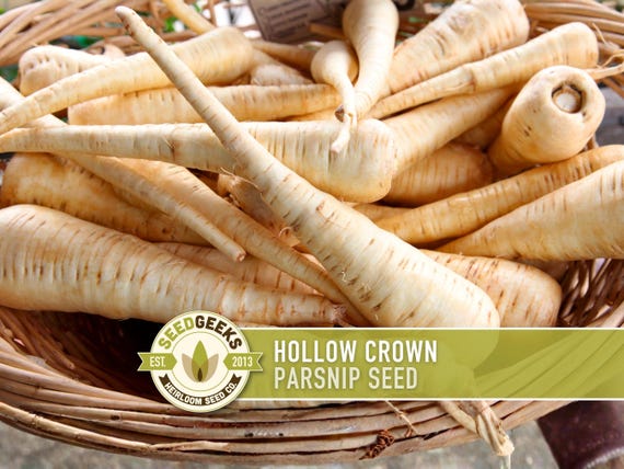 Hollow Crown Parsnip Heirloom Seeds - Non-GMO, Open Pollinated, Untreated, Root Vegetables, Fall Garden