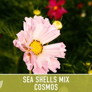 Sea Shells Cosmos Flower Seeds, Pollinator Friendly, Heirloom Non-GMO image 10