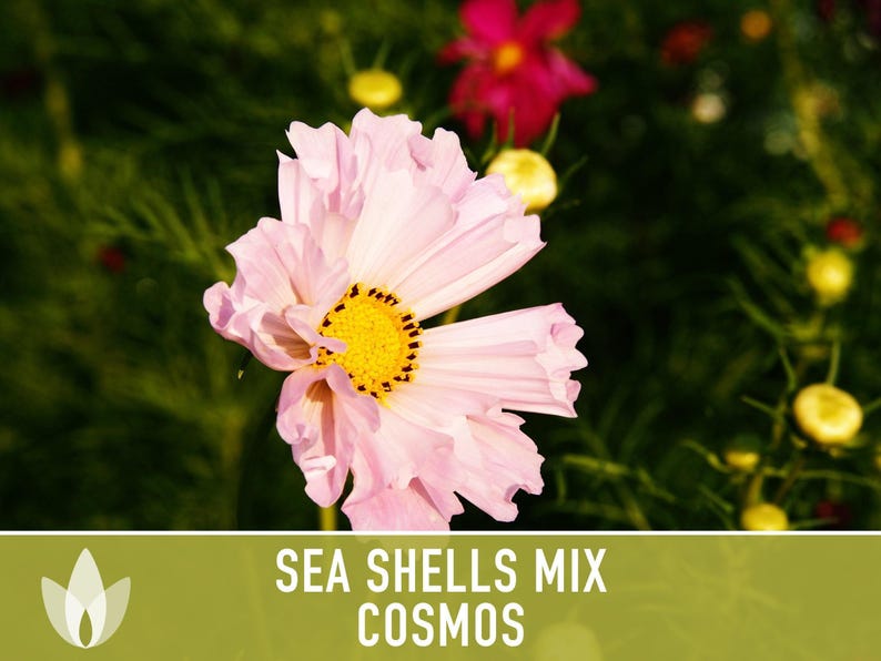 Sea Shells Cosmos Flower Seeds, Pollinator Friendly, Heirloom Non-GMO image 10