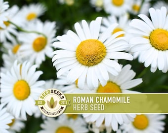 Roman Chamomile Seeds - Heirloom Herb, Tea Garden & Ground Cover