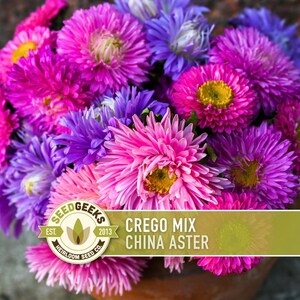 China Aster Crego Mix Flower Seeds | 100+ seeds, Heirloom, Nectar Source, Wildflower, Callistephus chinensis image 1