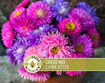 China Aster Crego Mix Flower Seeds | 100+ seeds, Heirloom, Nectar Source, Wildflower, Callistephus chinensis