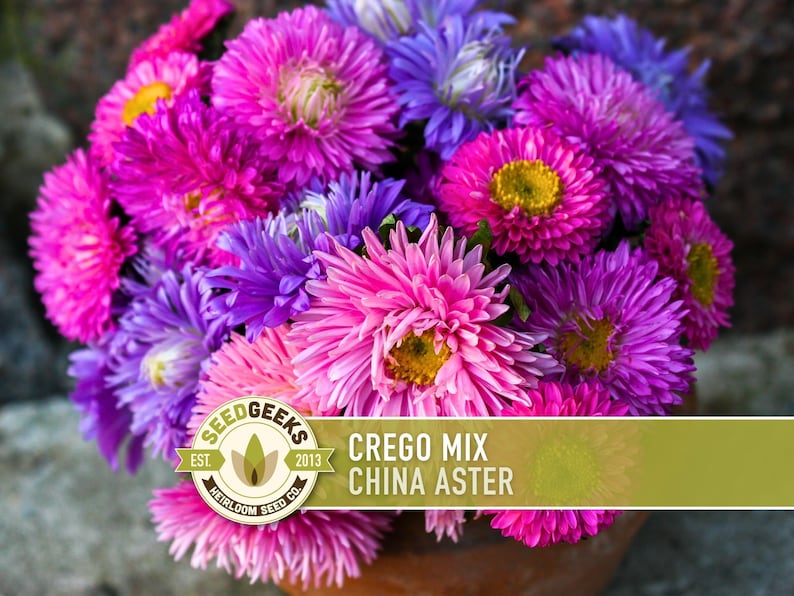 China Aster Crego Mix Flower Seeds | 100+ seeds, Heirloom, Nectar Source, Wildflower, Callistephus chinensis image 1