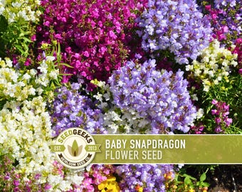 Baby Snapdragon Seeds – Linaria Maroccana, Toadflax, Heirloom Non-GMO