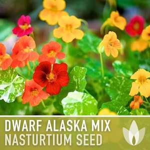 Nasturtium Alaska Mix Dwarf Heirloom Flower Seeds