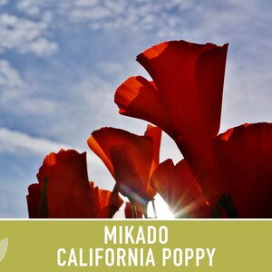 Mikado California Poppy Heirloom Seeds Flower Seeds, Cool Weather Seeds, Flowers, Flower Mix, California image 6