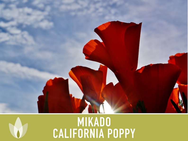 Mikado California Poppy Heirloom Seeds Flower Seeds, Cool Weather Seeds, Flowers, Flower Mix, California image 6