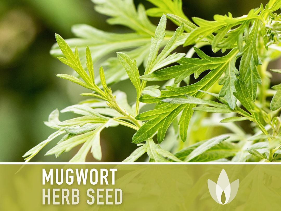 Mugwort Organic Medicinal Herb Seeds, Artemisia Vulgaris, Heirloom, Non ...