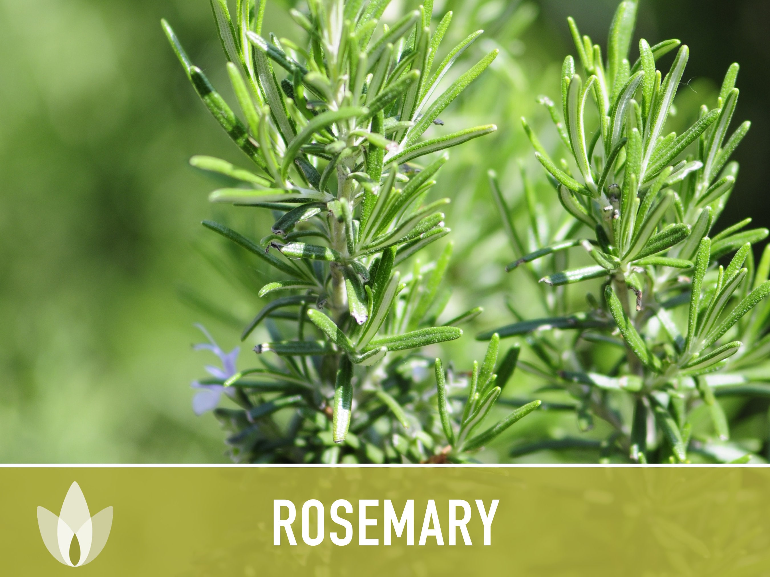 Rosemary Plant In Hindi